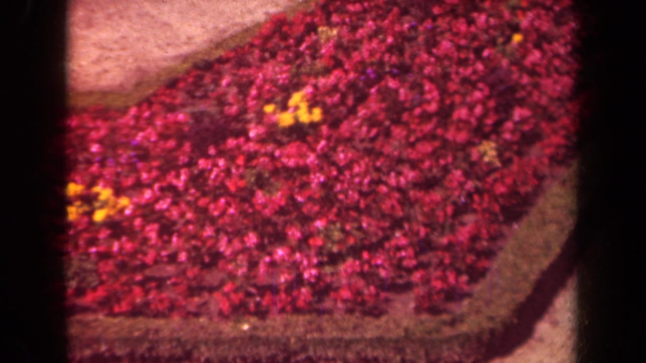 Red flower bed with small yellow blooms beside pale sidewalk paving.