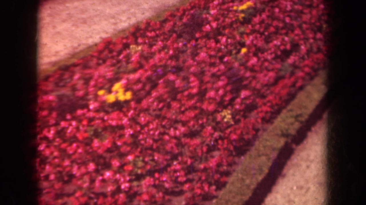 8mm frame from Paris in 1939 showing red and yellow flowers planted along a pale paved sidewalk.