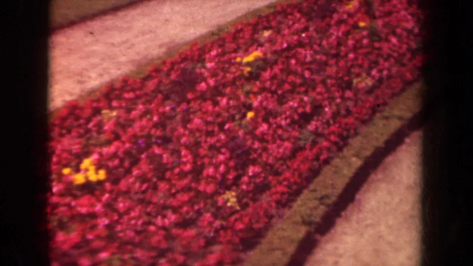1939 Paris frame with a slightly angled overhead view of dense red blossoms and yellow flowers near a sidewalk.