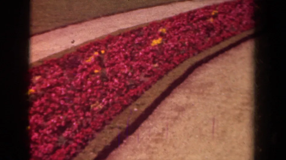 1939 Paris home-movie frame with dense red flowers, a diagonal path, low garden edging, and warm 8mm grain.