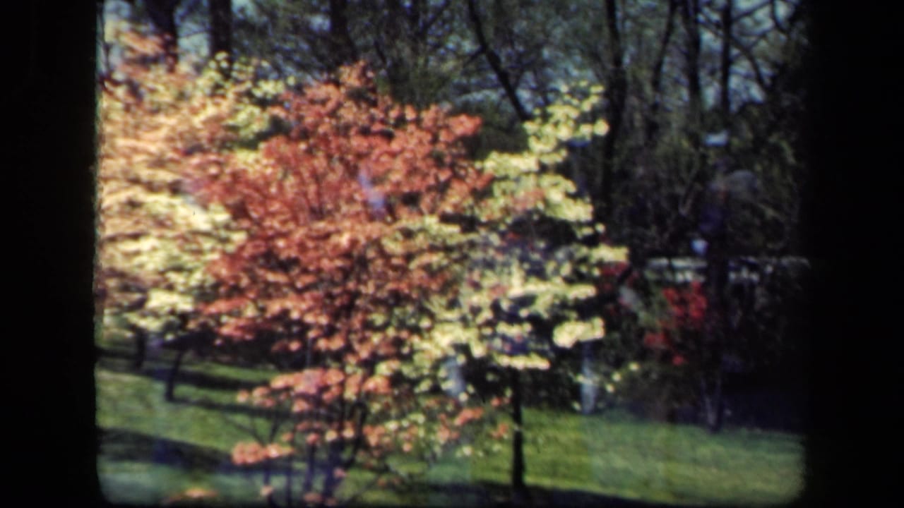1941 New York 8mm frame showing dogwood-like pink and white blossoms, a green lawn, dark tree trunks, and dense woodland beyond.