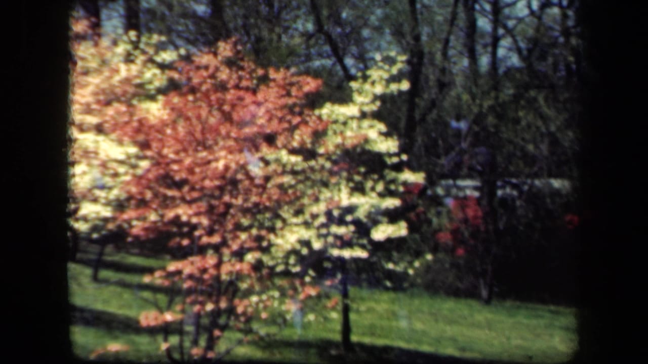 Sunlit flowering tree with reddish and pale blossoms near grass and shadowed woods.