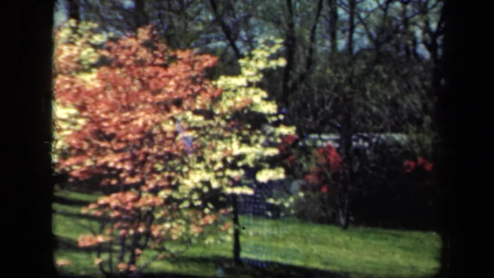 1941 New York home-movie frame showing pink and white flowering branches over a lawn, with garden planting and wooded shade behind.