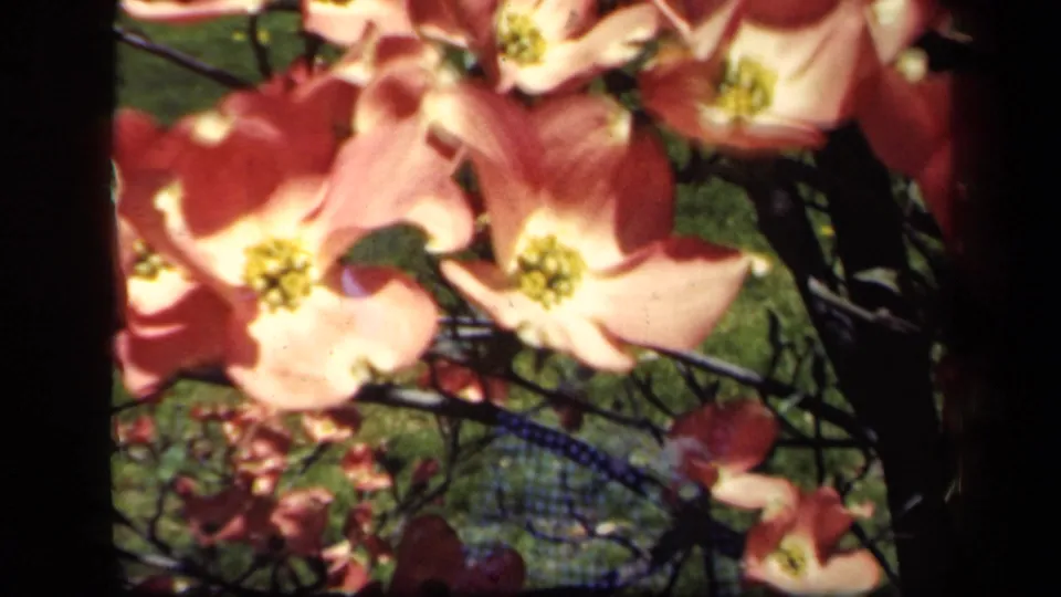 Close 1941 New York 8mm frame of pale pink dogwood-like blossoms on branches, with green lawn and garden shadows in the background.