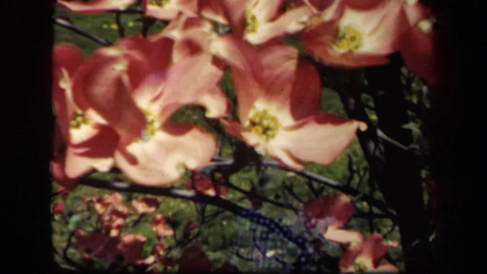 Pink dogwood blossoms and dark branches dominate a 1941 New York garden frame, with an adult figure partly obscured in the background.