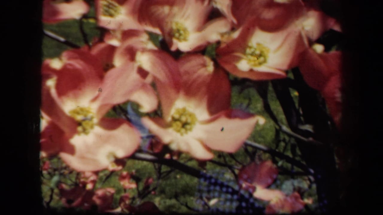 Large pink blossoms and branches obscure adults moving through a green garden.