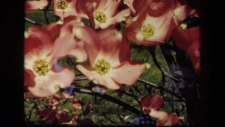 The frame holds close pink dogwood flowers, dark stems, and a mostly hidden adult figure in the 1941 New York garden setting.