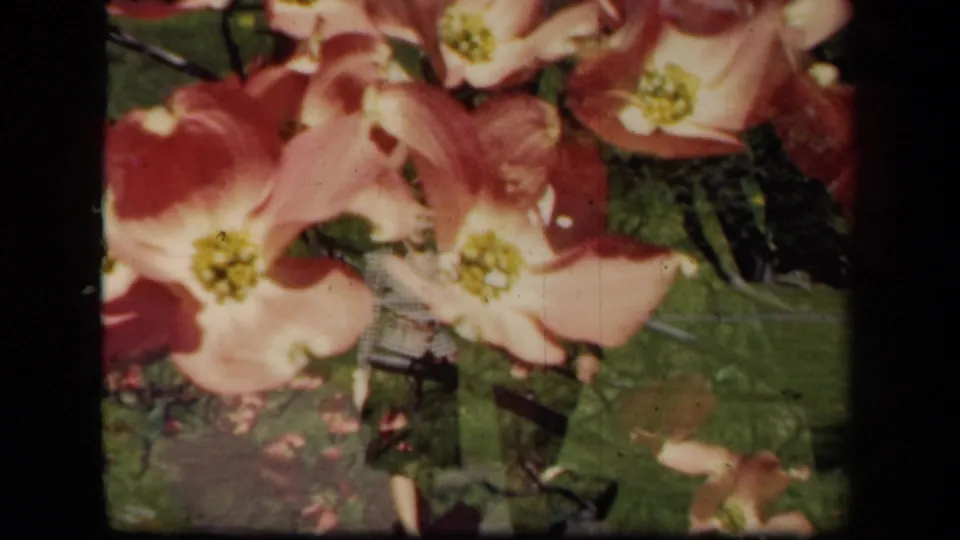 Pink dogwood blossoms and green leaves fill this 1941 New York garden frame, with a pale-clothed adult partly seen through the flowers.