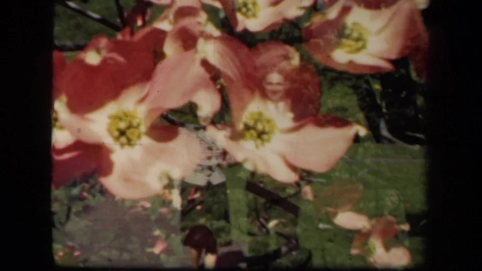 Close 8mm frame of pink flowers in a garden, with lawn and a partially obscured person in the background.