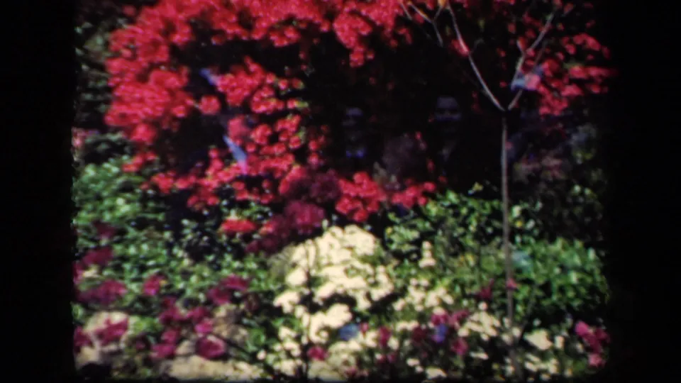 A saturated garden view shows red-pink blossoms, pale flowers, greenery, and a barely visible person near the right edge.
