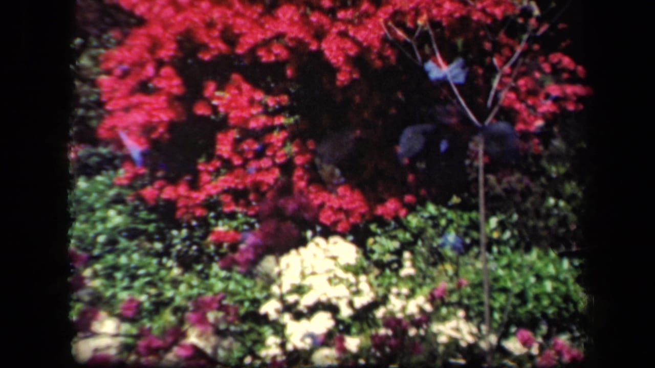 1941 New York 8mm frame showing red flowering branches over green foliage, with pale yellow-white and pink flowers below.