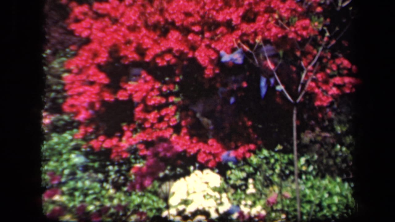 Garden view with red blossoms, green plants, and pale flowers below.