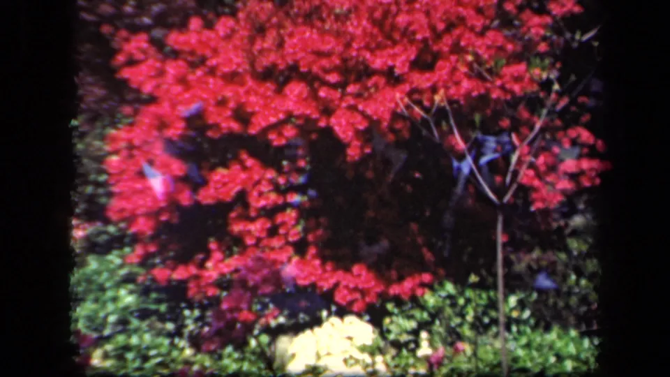 A soft 8mm garden frame from 1941 New York shows red flowering shrub growth above green leaves and pale blossoms.