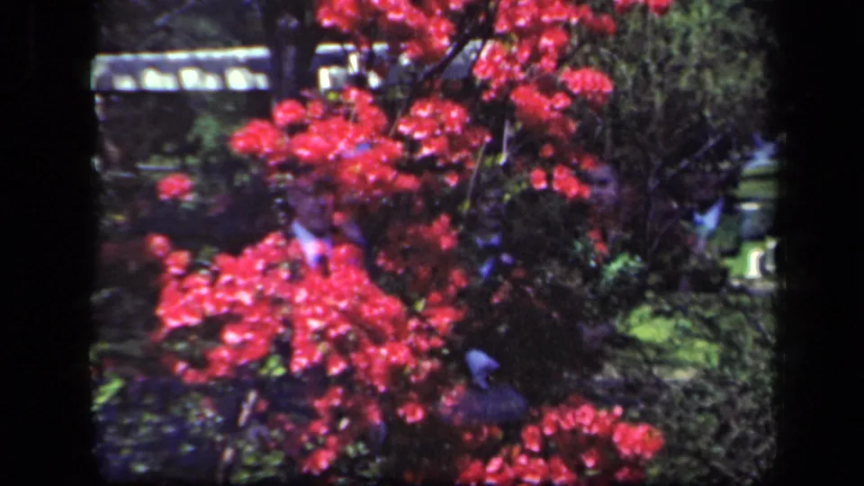 The final 1941 New York garden frame shows red blossoms, dark green foliage, and a partial pale structure or railing in the background.