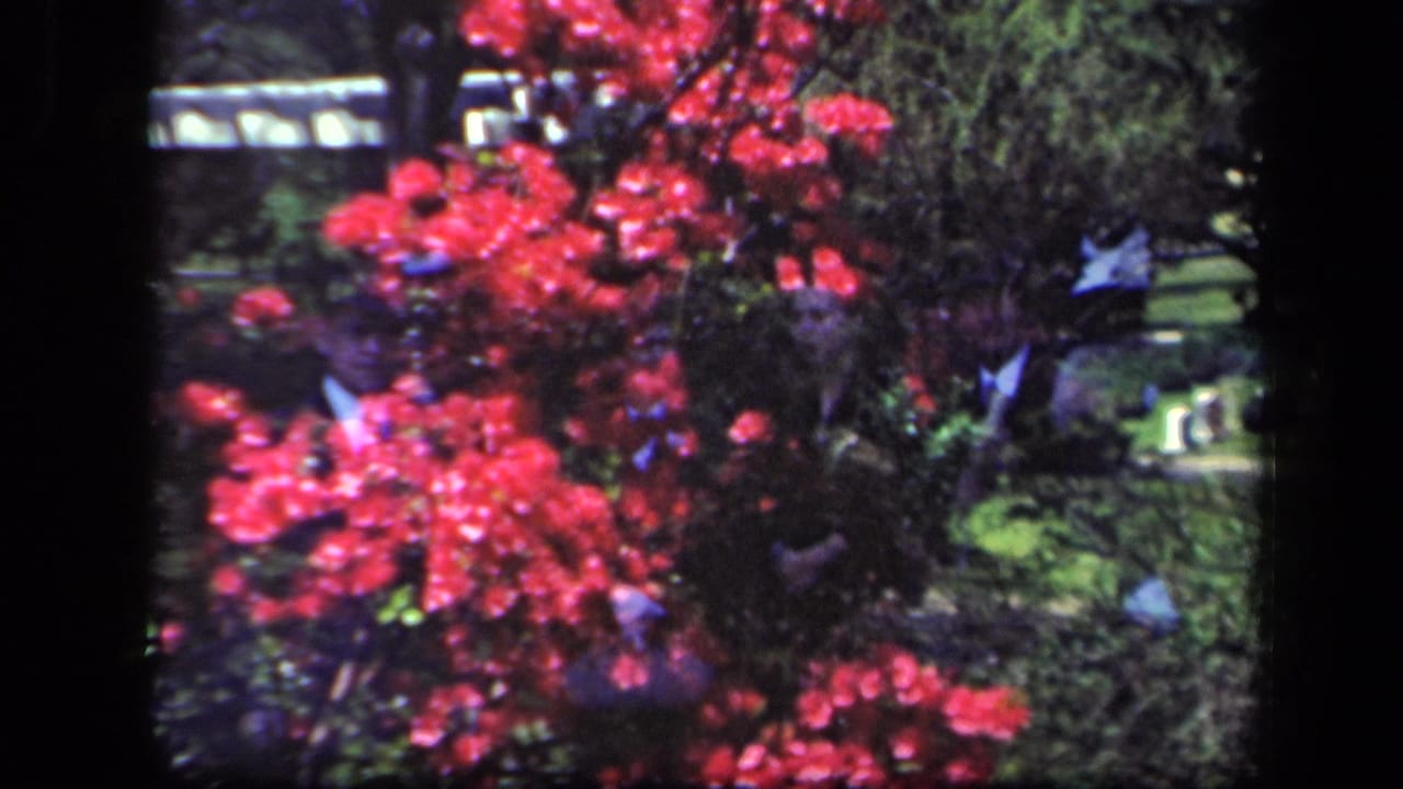 Red flowering bush and green foliage with a layered double-exposure garden view.