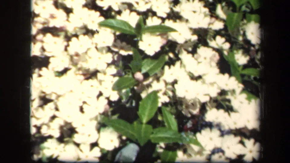 1941 New York 8mm close-up of pale blossoms and green leaves, softened by film grain and exposure.