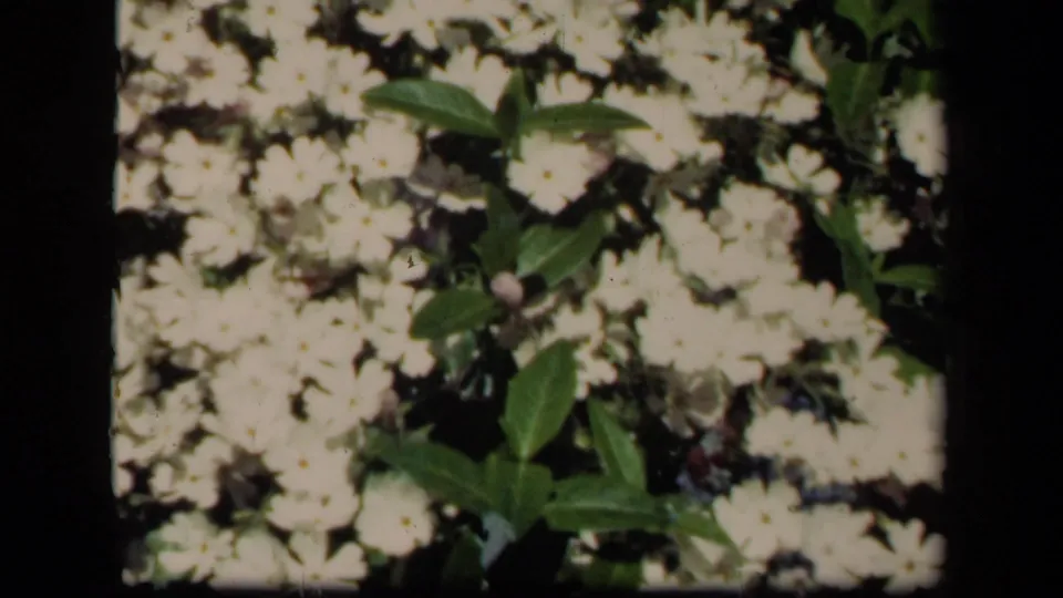 1941 New York home-movie frame showing pale flowers, green leaves, and darker foliage near the end of the clip.