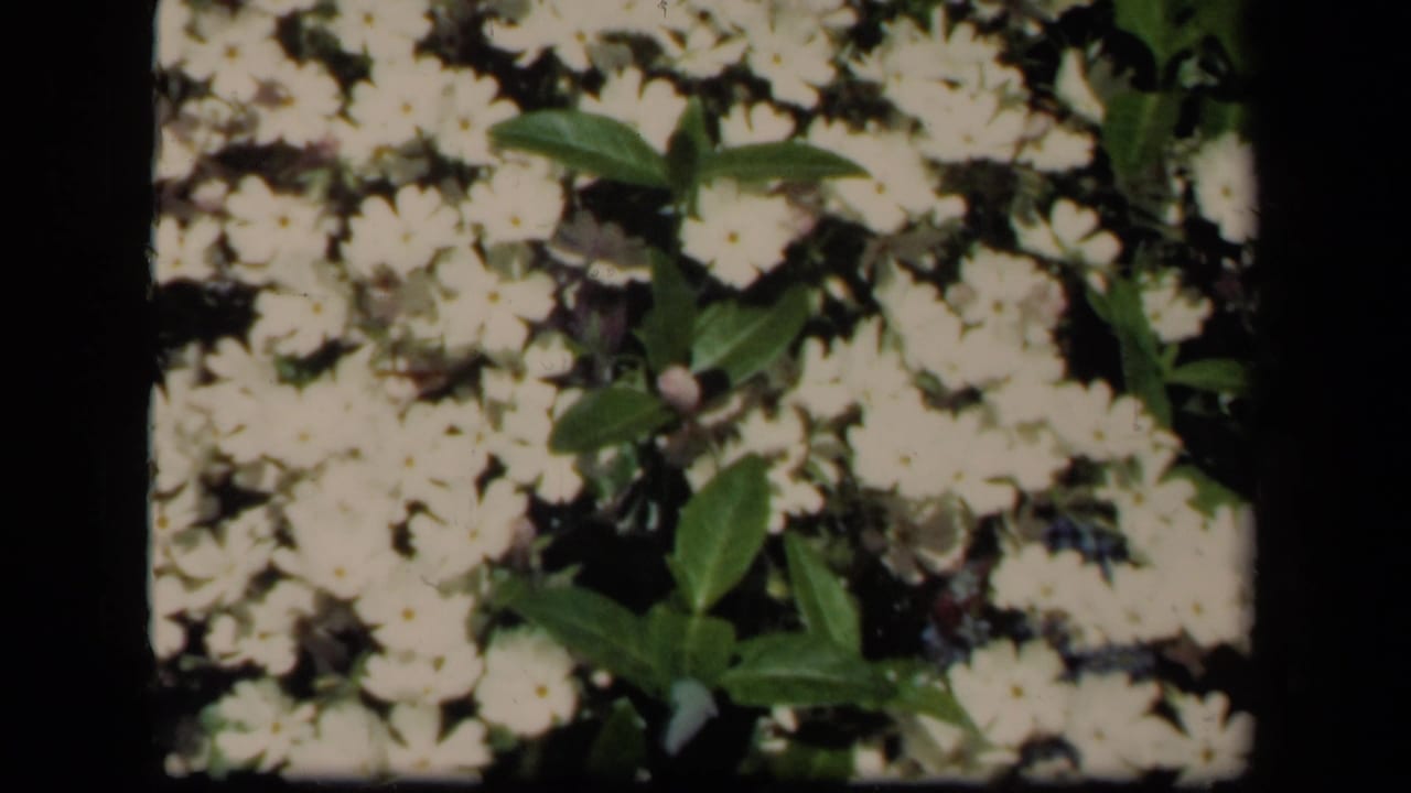 1941 New York 8mm frame showing dense white blossoms and green foliage, softly focused within visible film borders.