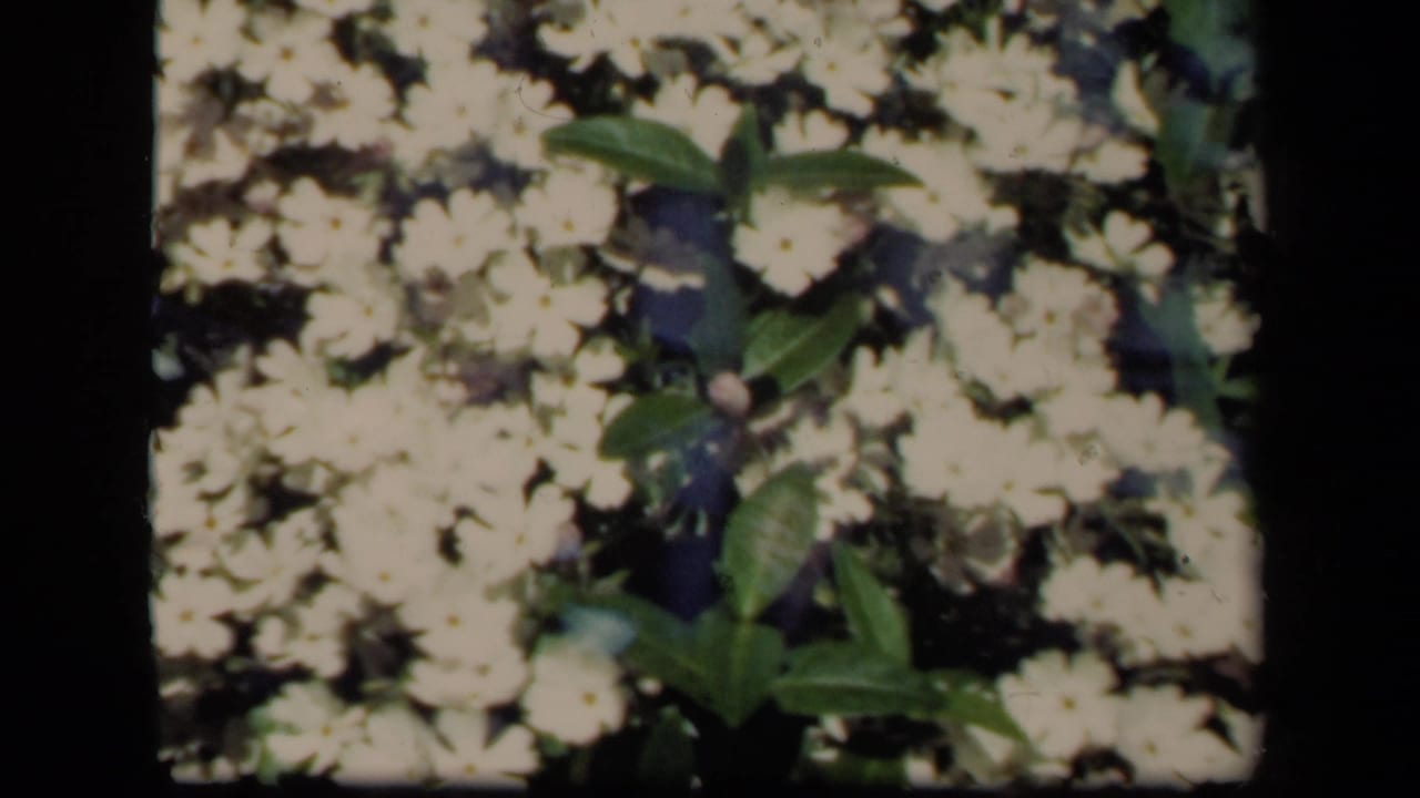1941 New York 8mm floral view with white blossoms, green leaves, and a faint suited male figure-like overlay behind the flowers.