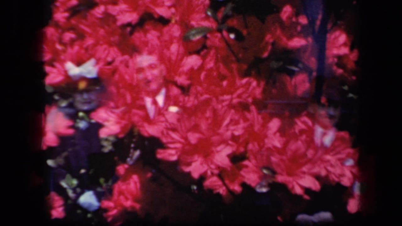 1941 New York 8mm frame with dense red blossoms, small pale overlay shapes, soft focus, and black film edges from a double exposure.