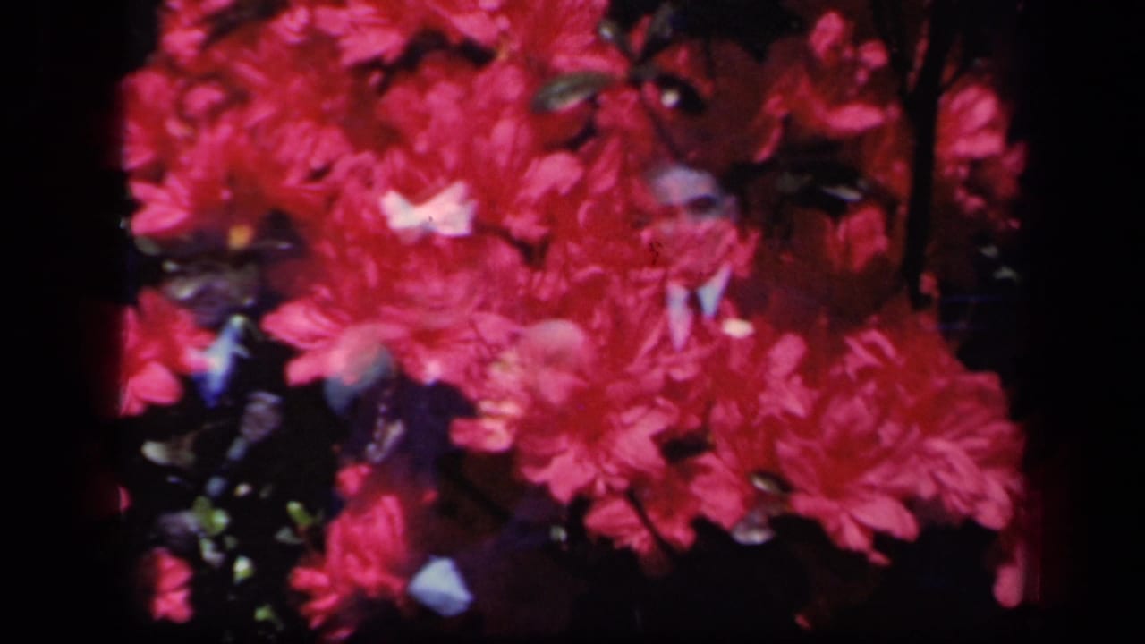 1941 New York 8mm double exposure showing saturated red flowers with faint pale forms overlaid and heavy black frame edges.