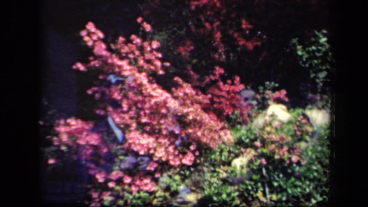1941 New York garden view with vivid pink blossoms, red shrubs, and a partially hidden person amid foliage.