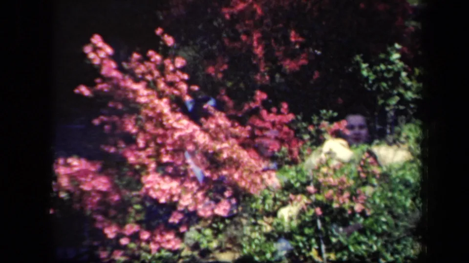 1941 New York home-movie still showing a person partly visible behind pink blooms and layered garden plants.
