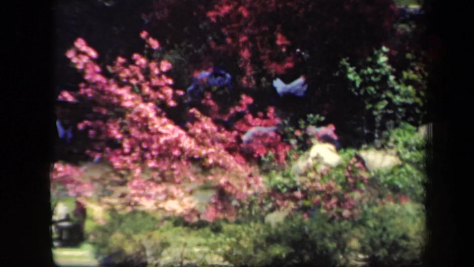 1941 New York garden frame with bright pink blossoms, green lawn or path, dense shrubs, and small partially obscured figures.