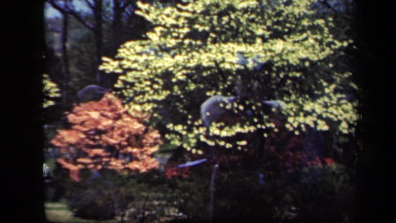 Soft double-exposed garden view with sunlit foliage, reddish shrubs, and dark tree trunks.