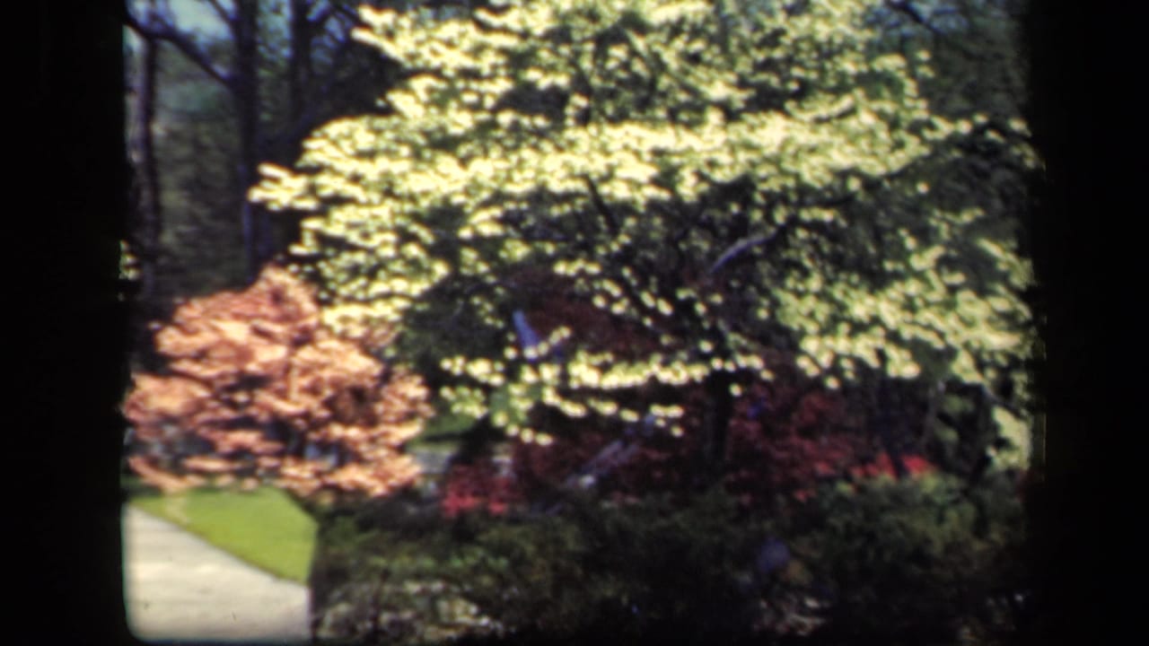 1941 New York home-movie frame with a pale garden path, yellow-green leaves, reddish bushes, and double-exposed foliage layers.