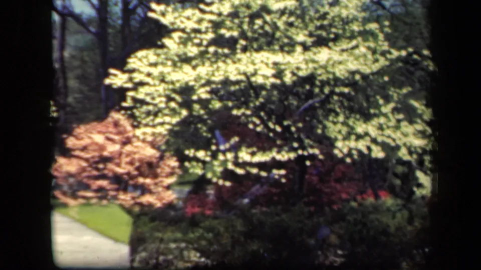 1941 New York home-movie frame with a pale garden path, yellow-green leaves, reddish bushes, and double-exposed foliage layers.