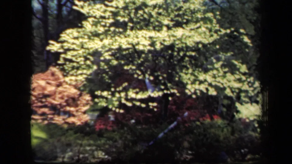 1941 New York 8mm frame showing double-exposed tree canopy, shadowed trunks, reddish shrubs, and blurred garden planting.