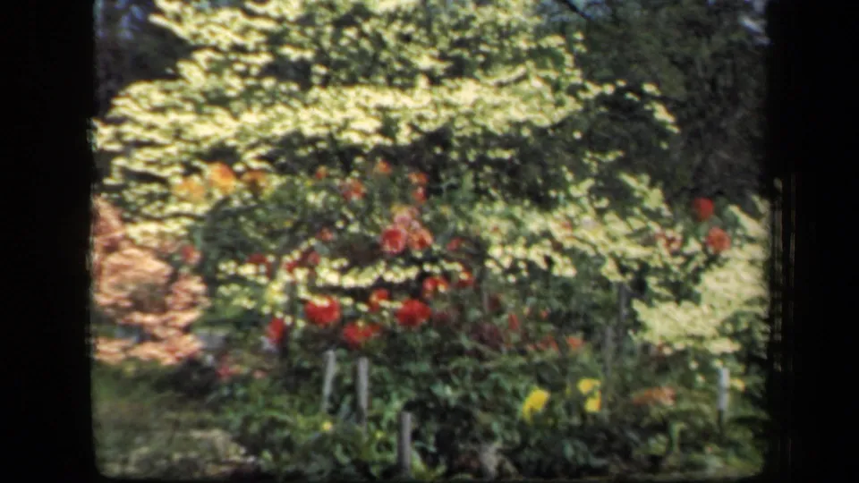 1941 New York home-movie frame with red flowers, pale stakes or stems, sunlit leaves, and a soft double-exposed garden background.