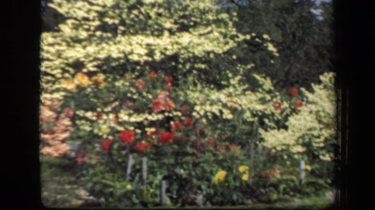 Sunlit garden bed with red flowers, pale shrubs, trees, and dark 8mm frame borders.