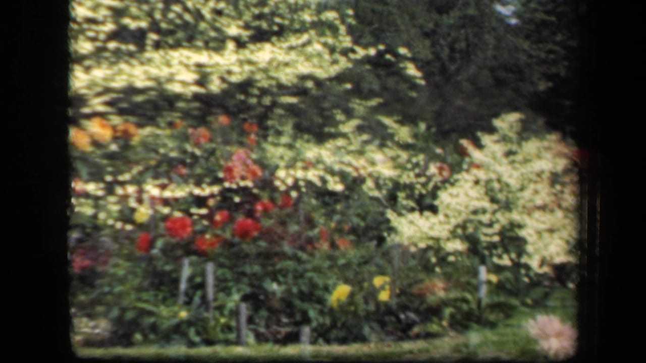 1941 New York garden footage frame with red blooms, yellow flowers, pale shrubs, and dense green trees inside 8mm borders.