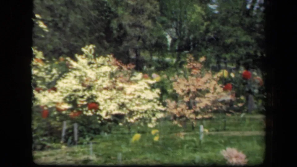 1941 New York 8mm frame showing a soft-focused garden with bright flowering shrubs, red blossoms, green lawn, and trees.