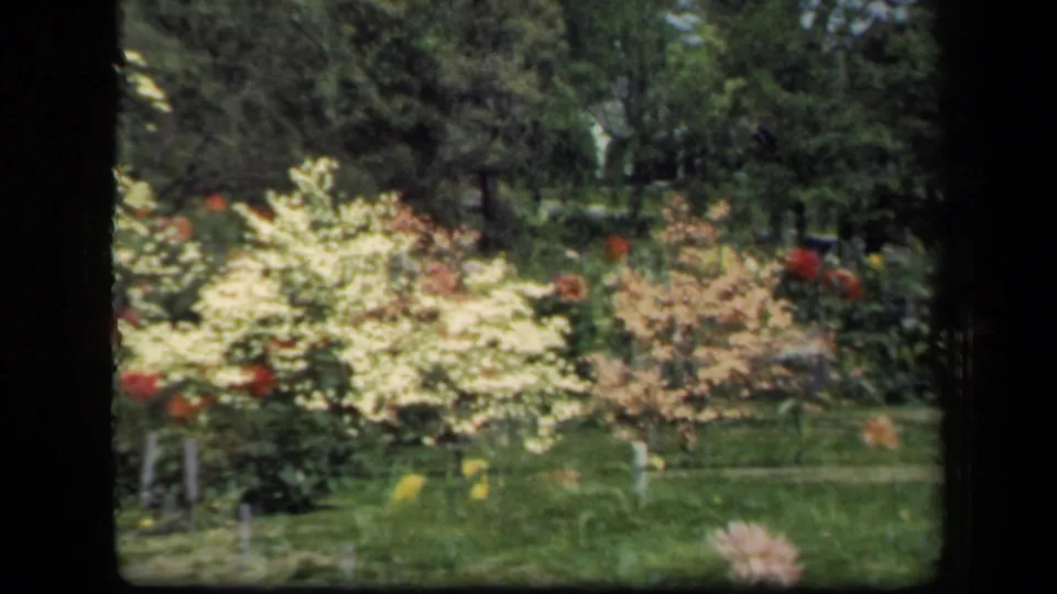 1941 New York home-movie frame of a garden bed with pale shrubs, red flowers, yellow blooms, grass, and surrounding trees.