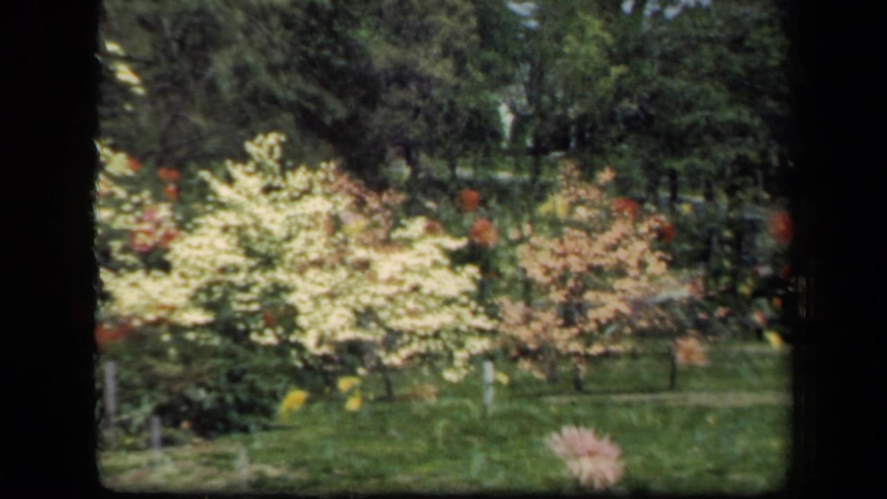 1941 New York 8mm home-movie frame showing pale flowering shrubs, lawn, trees, and garden plantings in soft focus.