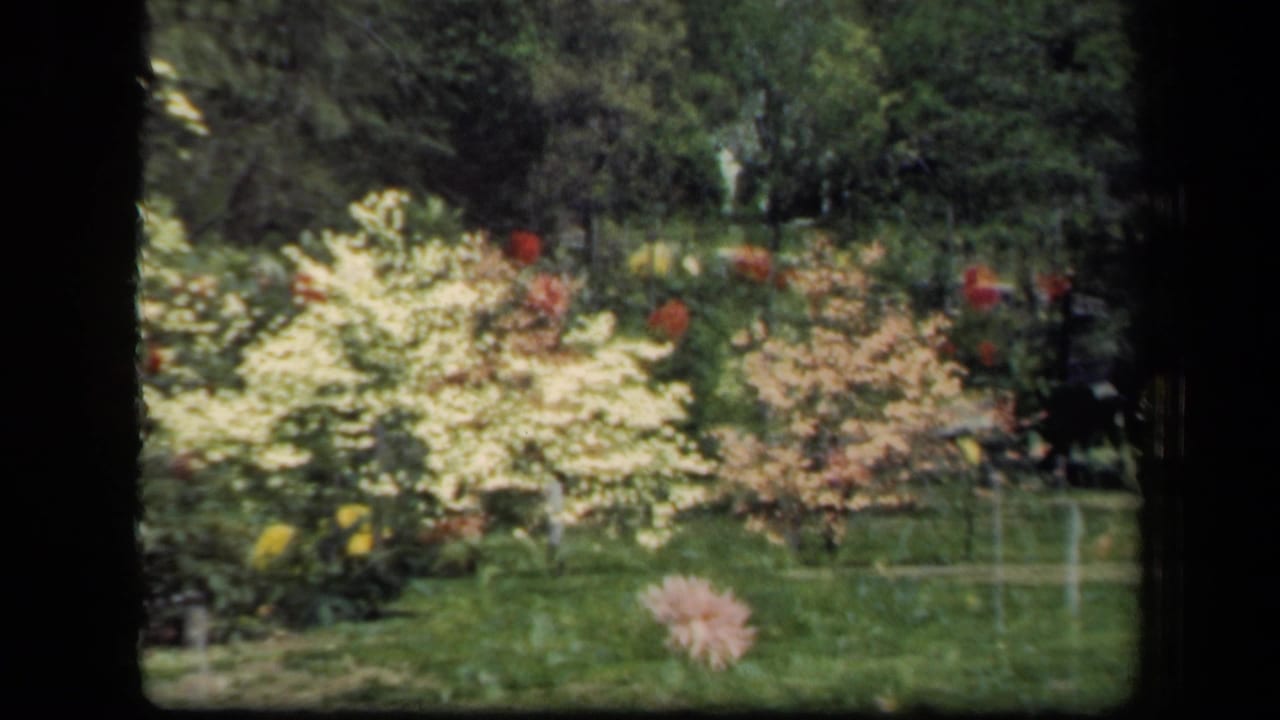 1941 New York garden footage with white blossoms, green lawn, tree cover, and small red flowers visible in the background.