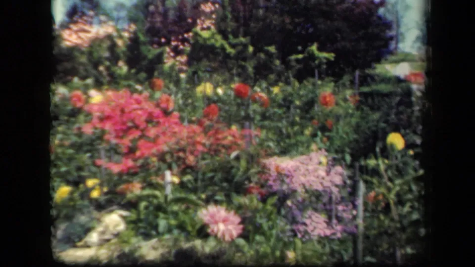 1941 New York home-movie frame showing a dense garden bed with mixed flowers, lawn, shrubs, and trees beyond.