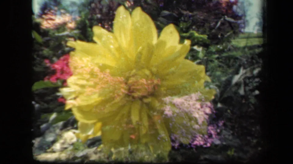 Close 1941 New York 8mm frame of a large yellow bloom against a softly focused garden of pink and purple flowers.