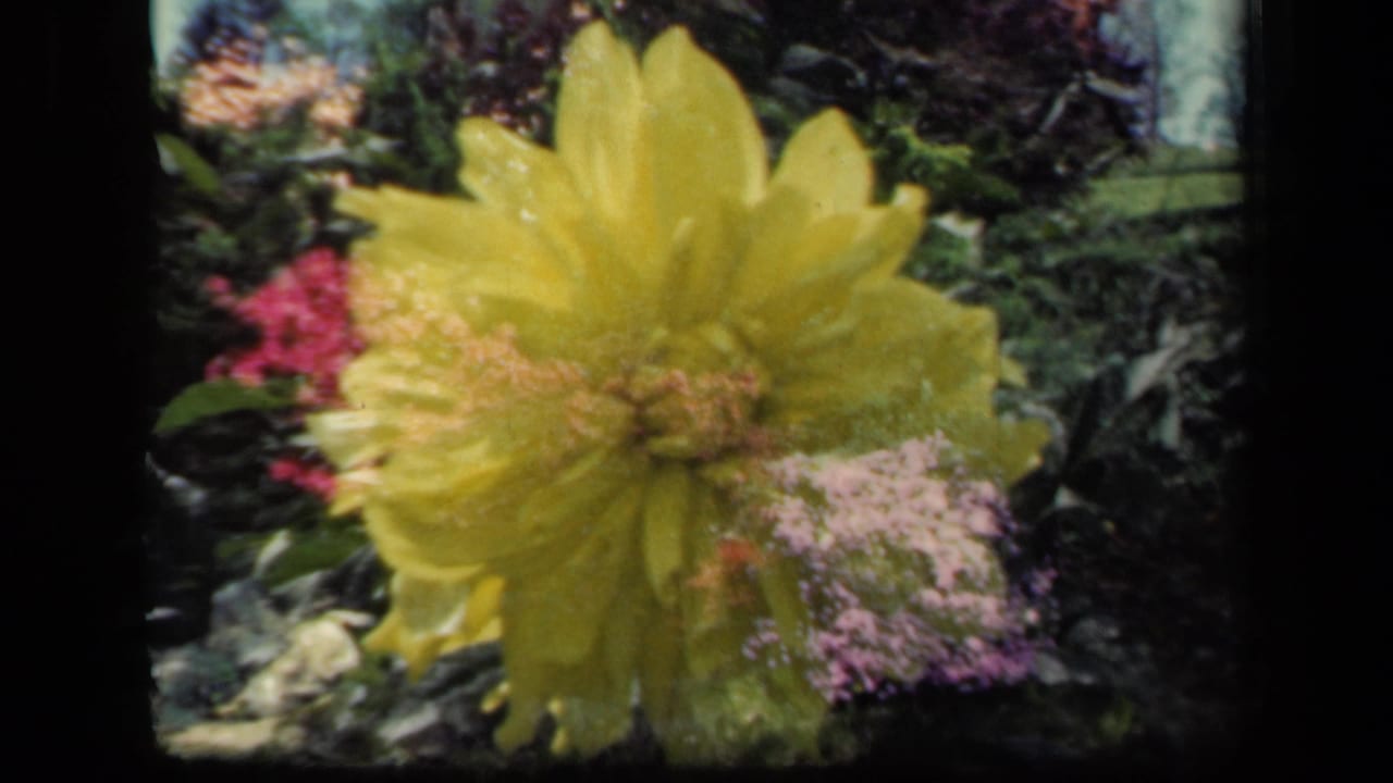 1941 New York 8mm home-movie frame showing a close yellow dahlia with pink flower clusters and dark garden foliage in the background.