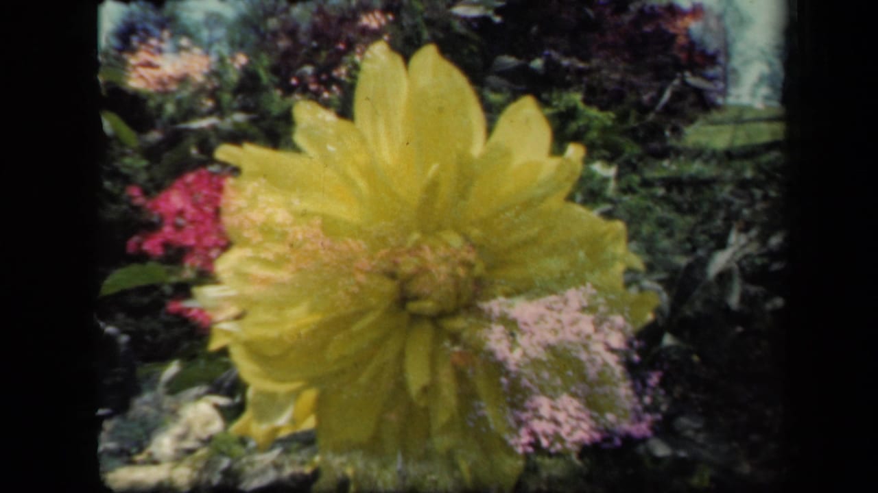 1941 New York garden footage frames a yellow dahlia in soft focus, with pink blossoms and leafy plants visible behind it.