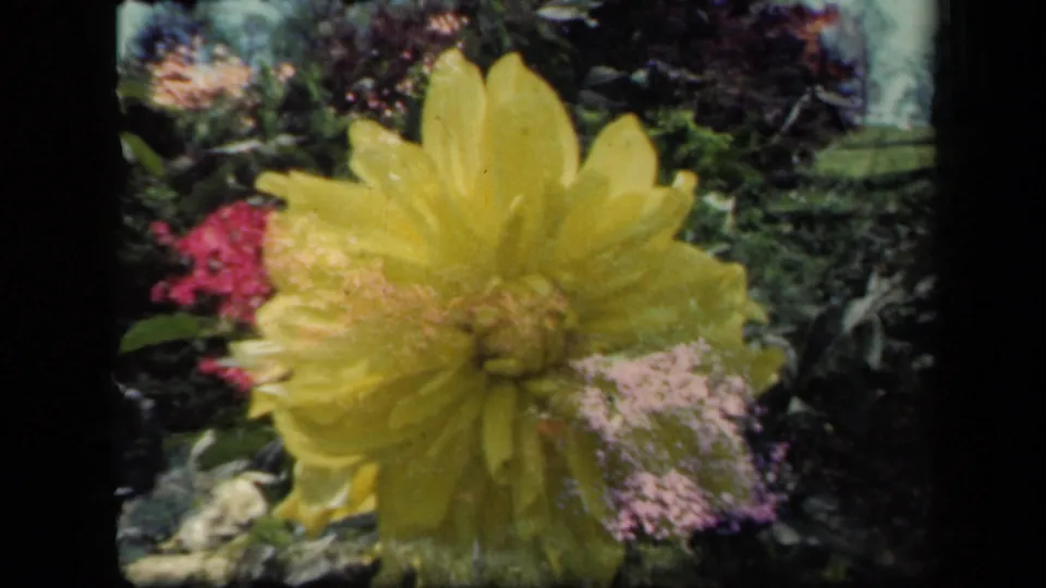 1941 New York garden footage frames a yellow dahlia in soft focus, with pink blossoms and leafy plants visible behind it.