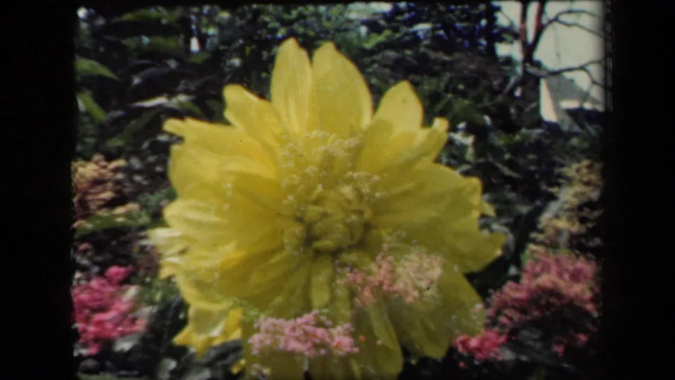 Close 8mm frame of a yellow dahlia in a New York garden, with pink and red flowers partly visible around the lower background.