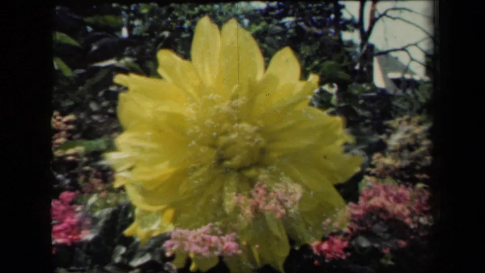 Final 1941 New York garden frame holds on a yellow dahlia, with pink blossoms, green leaves, and soft 8mm color visible around it.