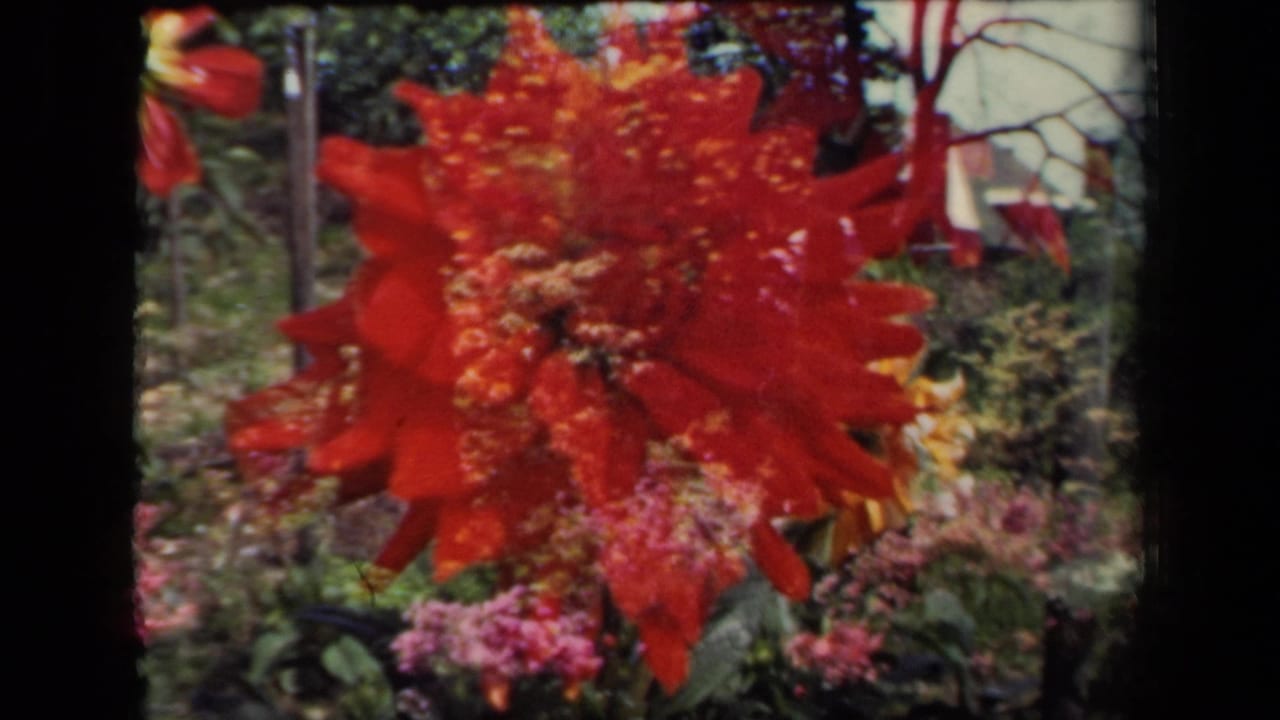 1941 New York 8mm frame showing a red dahlia filling the foreground against pink blossoms and garden greenery.
