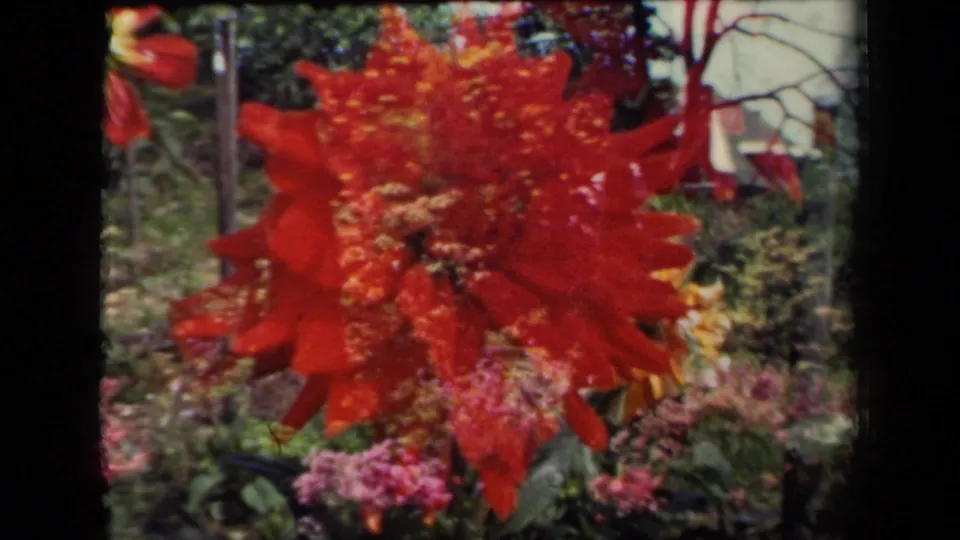 1941 New York 8mm frame showing a red dahlia filling the foreground against pink blossoms and garden greenery.