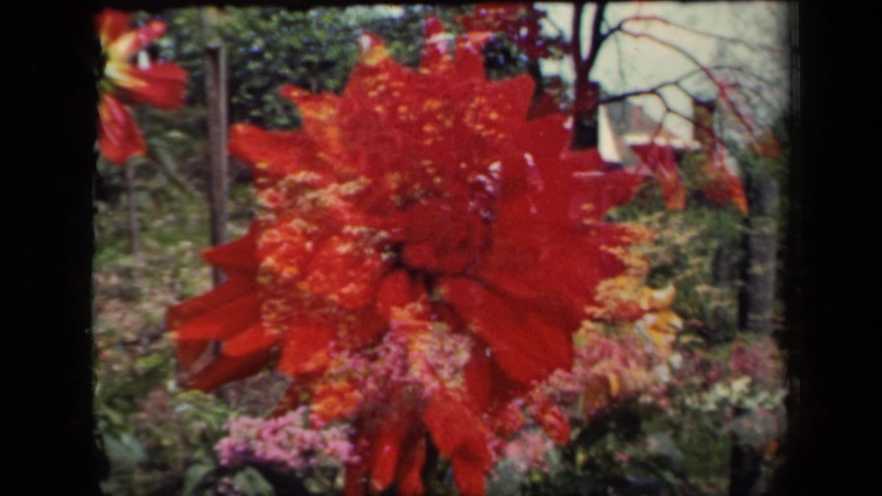 1941 New York 8mm frame of a red dahlia close-up, with soft-focus garden foliage and pink blossoms behind it.
