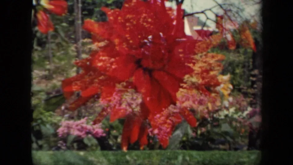 1941 New York 8mm frame with the red dahlia shifted large in the foreground over pink blossoms and dense greenery.
